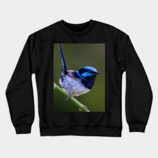 Australian Superb Fairy-Wren Crewneck Sweatshirt